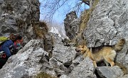 CORNAGERA e POIETO innevati ad anello da Aviatico (21febb21) - FOTOGALLERY